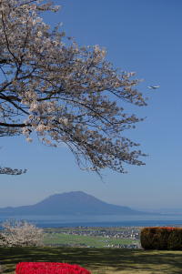 「春の錦江湾」