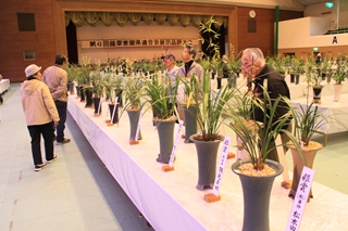 薩摩寒蘭鹿児島県連合展示大会